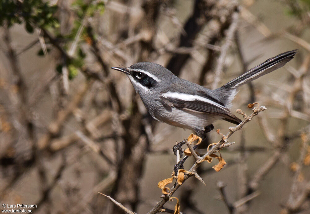 Fairy Flycatcher