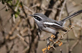 Fairy Flycatcher