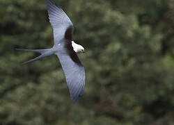 Swallow-tailed Kite