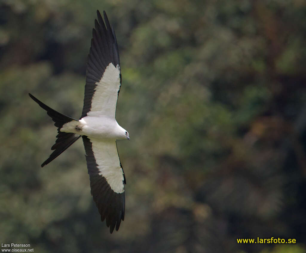 Swallow-tailed Kite, pigmentation, Flight