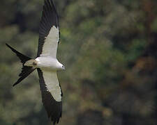 Swallow-tailed Kite