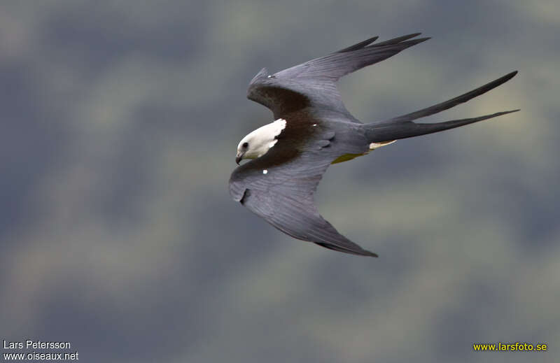 Swallow-tailed Kite, pigmentation, Flight