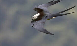 Swallow-tailed Kite