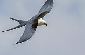 Swallow-tailed Kite