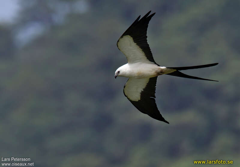 Swallow-tailed Kite, pigmentation, Flight