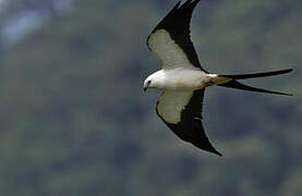 Swallow-tailed Kite