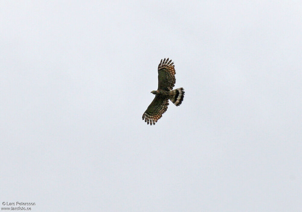 Hook-billed Kite