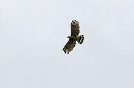 Hook-billed Kite