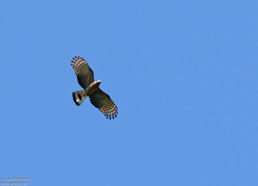 Hook-billed Kite