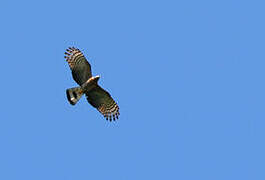 Hook-billed Kite