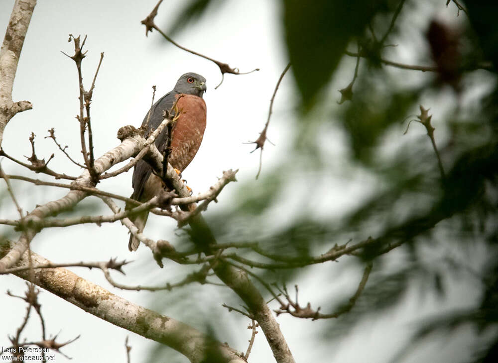 Double-toothed Kiteadult, habitat, pigmentation