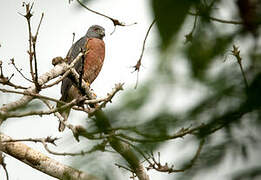 Double-toothed Kite