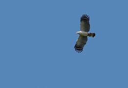 White-collared Kite