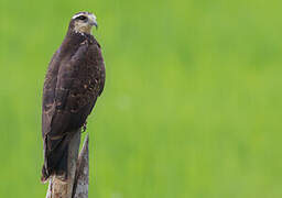 Snail Kite