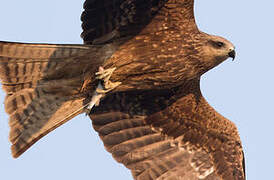 Black Kite