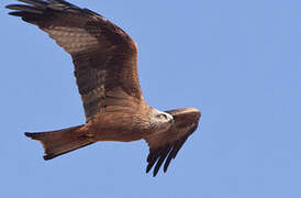 Black Kite