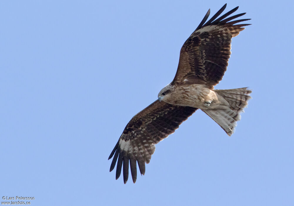 Black Kite