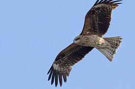 Black Kite