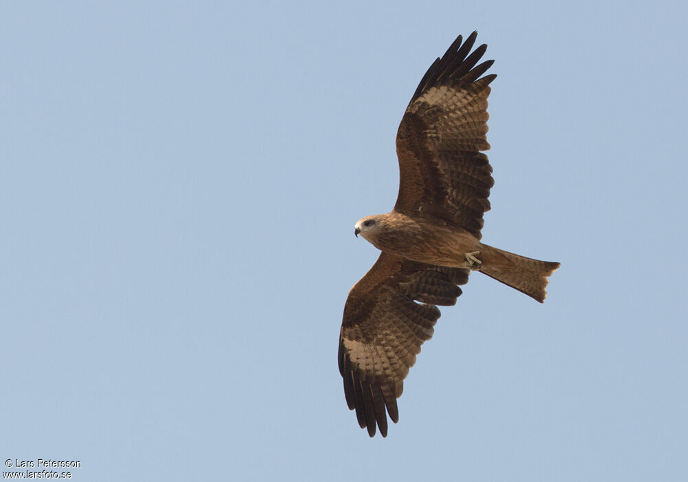 Black Kite