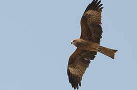 Black Kite