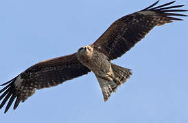 Black Kite