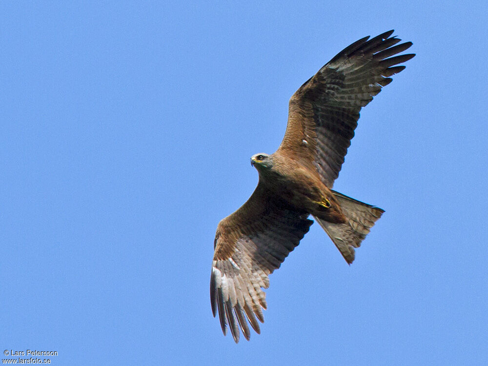 Black Kite