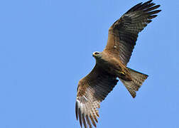 Black Kite