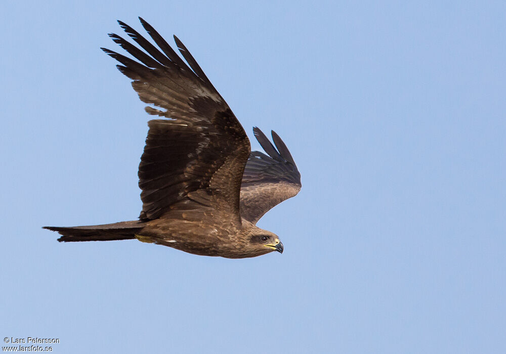 Black Kite