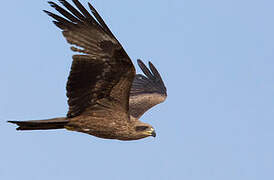 Black Kite