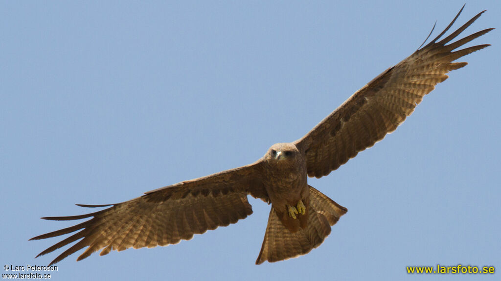 Black Kite