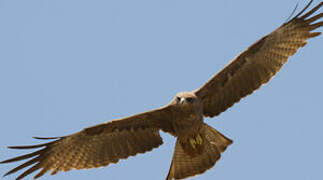 Black Kite