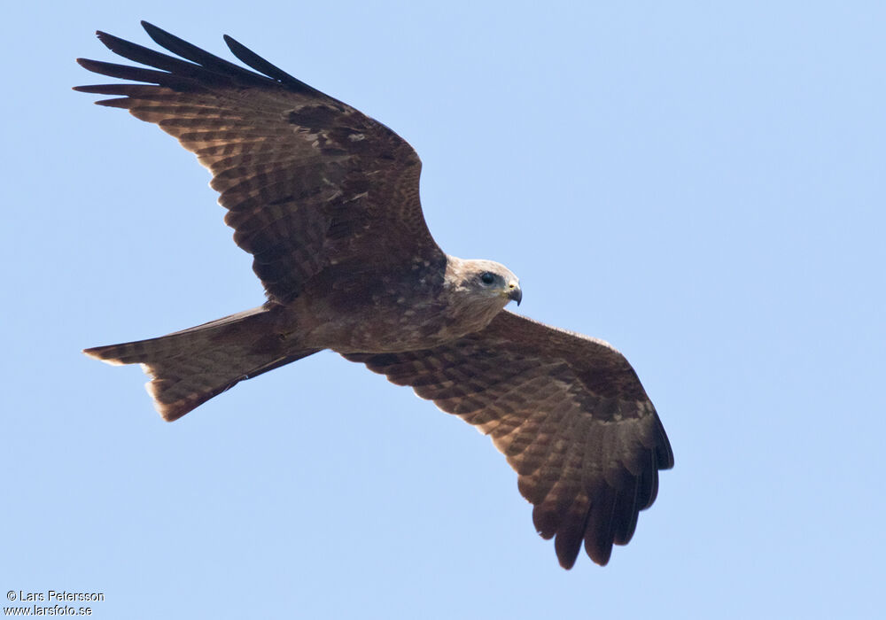 Black Kite