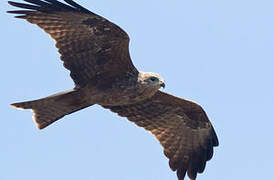 Black Kite