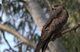 Black Kite