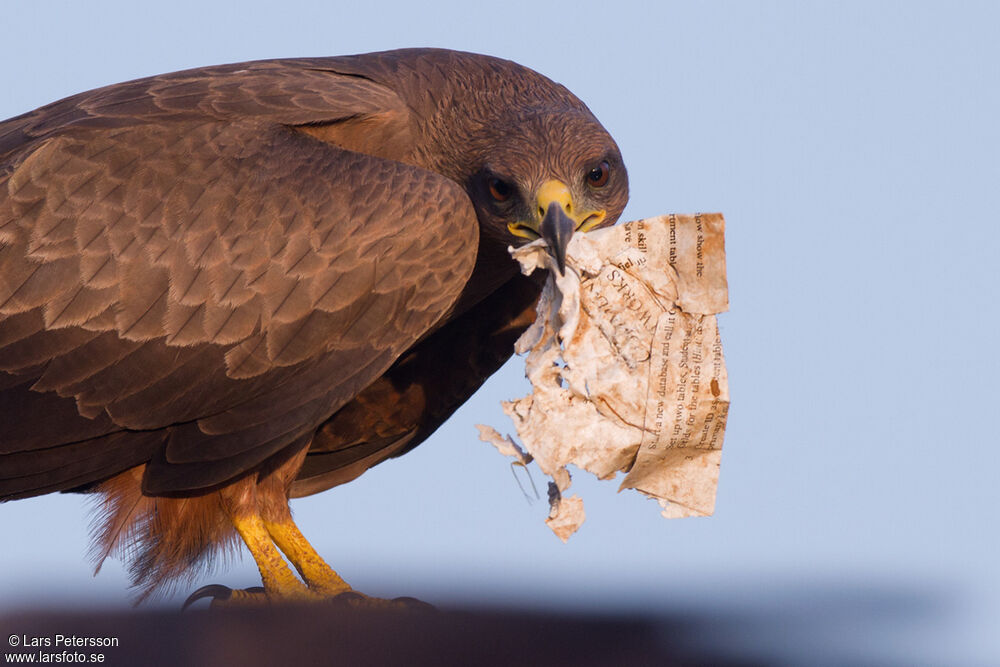 Black Kite