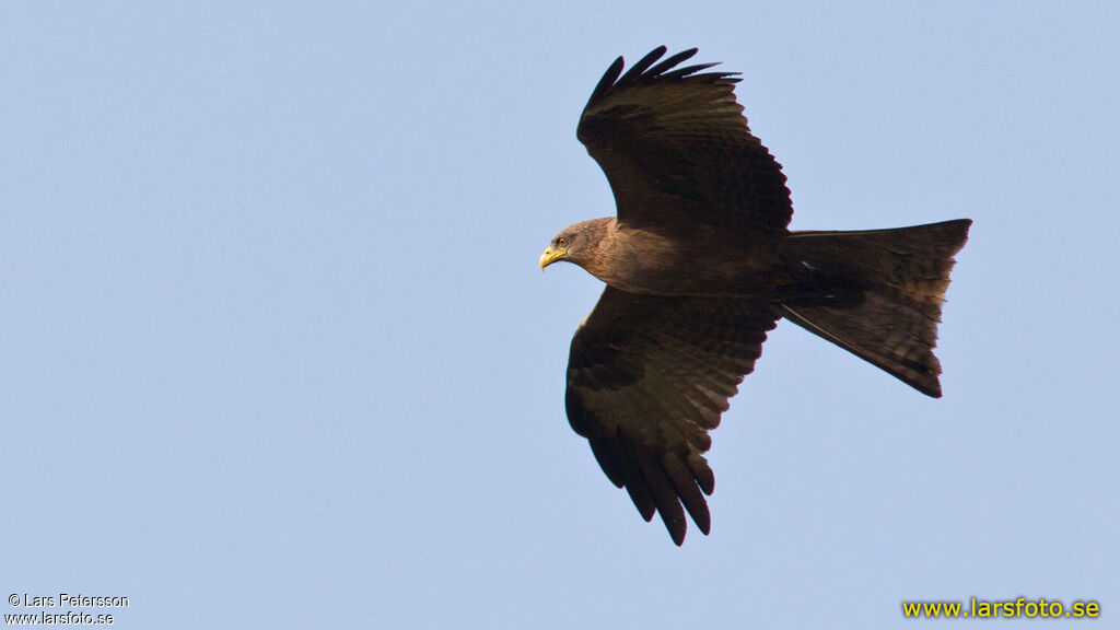 Black Kite