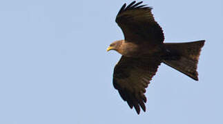 Black Kite