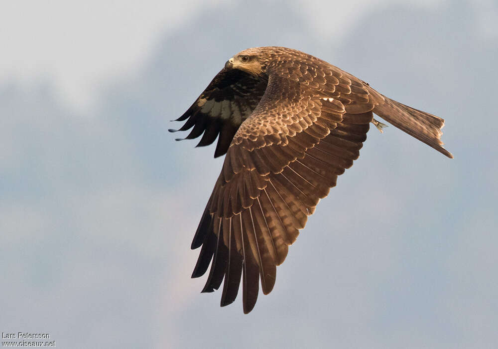 Black KiteSecond year, pigmentation, Flight