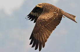 Black Kite