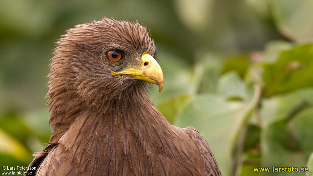 Black Kite