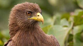 Black Kite