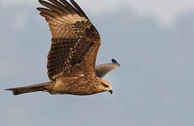 Black Kite