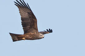 Black Kite