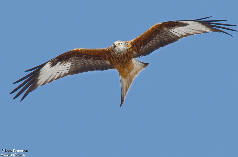 Red Kite