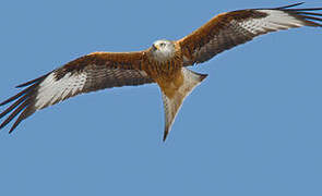 Red Kite