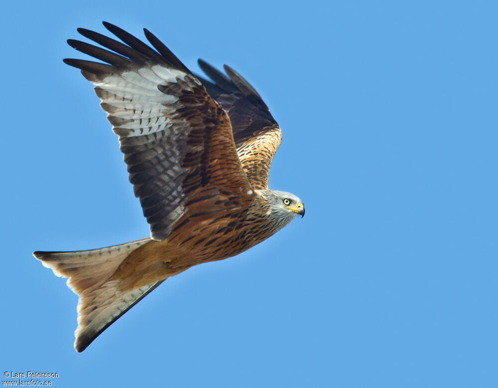 Red Kite