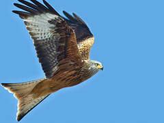 Red Kite