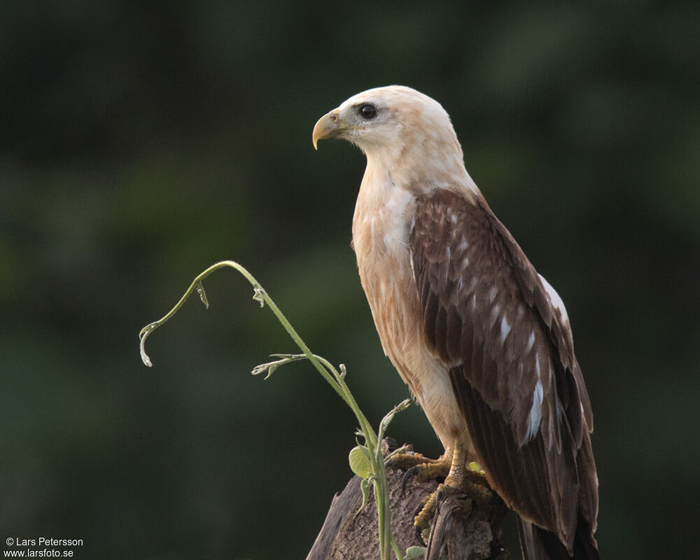 Brahminy Kite