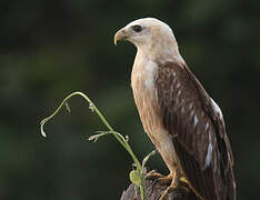 Brahminy Kite