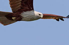 Brahminy Kite